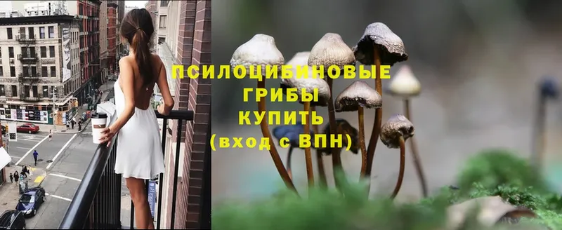 KRAKEN маркетплейс  Бокситогорск  Галлюциногенные грибы Psilocybe 